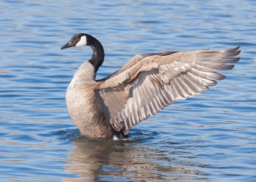#43. Gages Lake, Illinois